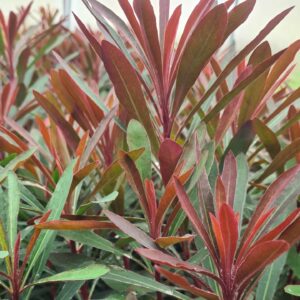 Euphorbia 'Miners Merlot'