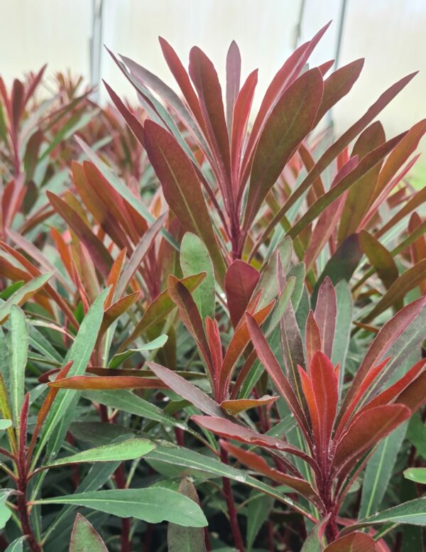 Euphorbia 'Miners Merlot'