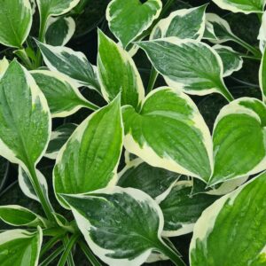 Hosta Patriot