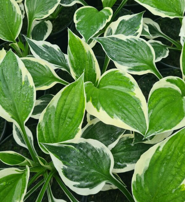 Hosta Patriot