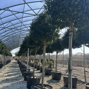 Prunus lusitanica Standard