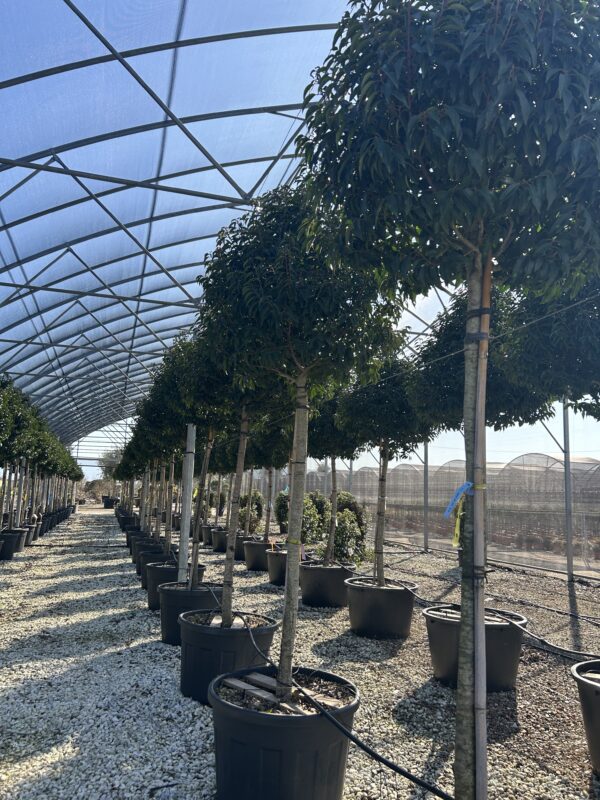 Prunus lusitanica Standard