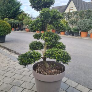 Ilex crenata Bonsai