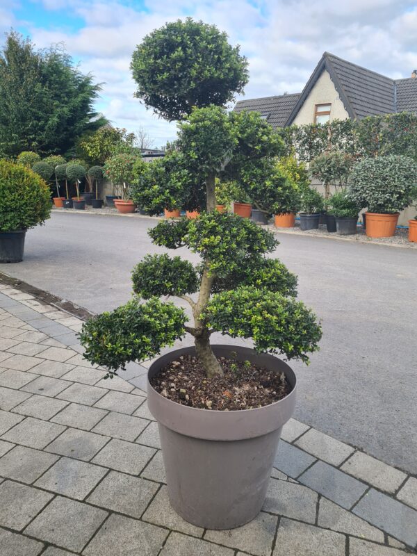 Ilex crenata Bonsai