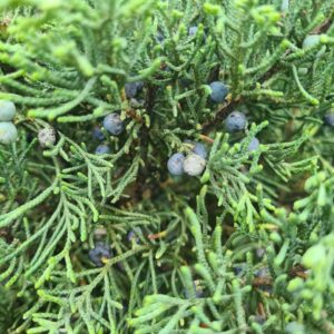 Juniper x media Pfitzeriana Glauca Bonsai