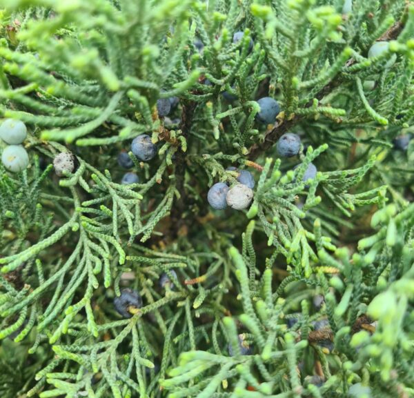 Juniper x media Pfitzeriana Glauca Bonsai