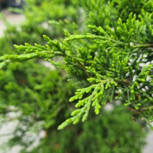 Juniperus sabina Bonsai