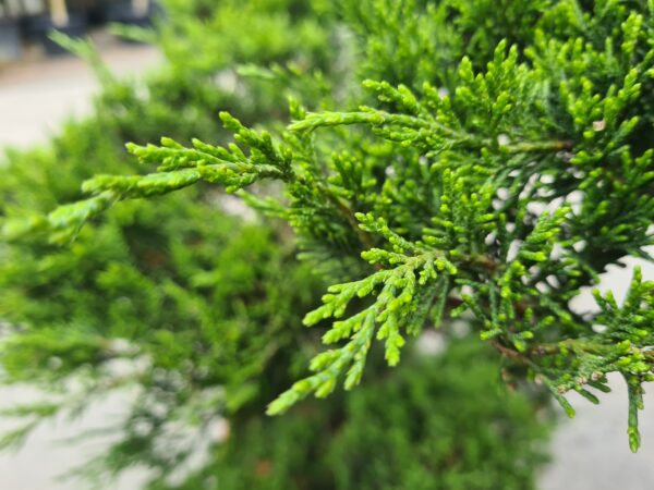 Juniperus sabina Bonsai