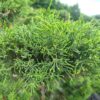 Juniper x media Pfitzeriana Bonsai - 45L 100-120cm Bonsai