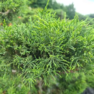 Juniper x media Pfitzeriana Bonsai
