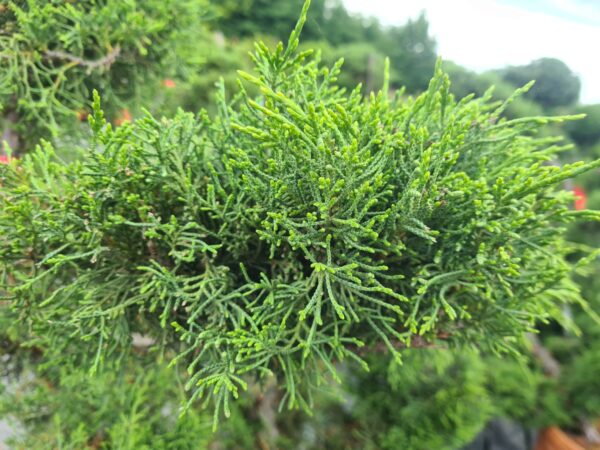 Juniper x media Pfitzeriana Bonsai
