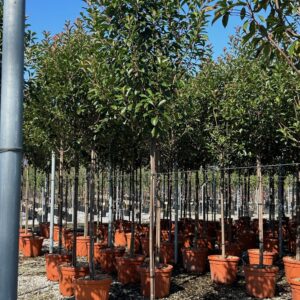 Photinia Red Robin 3/4 Standard
