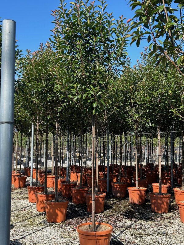 Photinia Red Robin 3/4 Standard