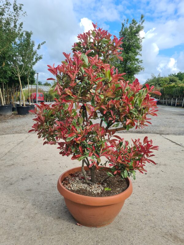 Photinia Pink Marble Pom Poms - Image 2