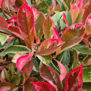 Photinia Pink Marble Pom Poms
