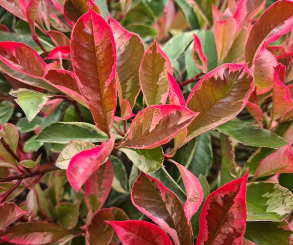 Photinia Pink Marble Pom Poms