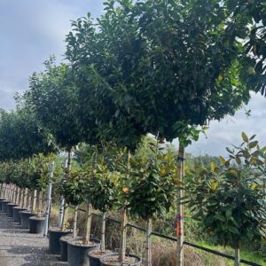 Prunus Novita Standard