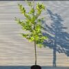 Prunus laur Rotundifolia / Common Laurel - 1/2 Standard - 35L 8-10cm girth, 1/2 Standard