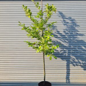 Prunus laur Rotundifolia / Common Laurel - 1/2 Standard