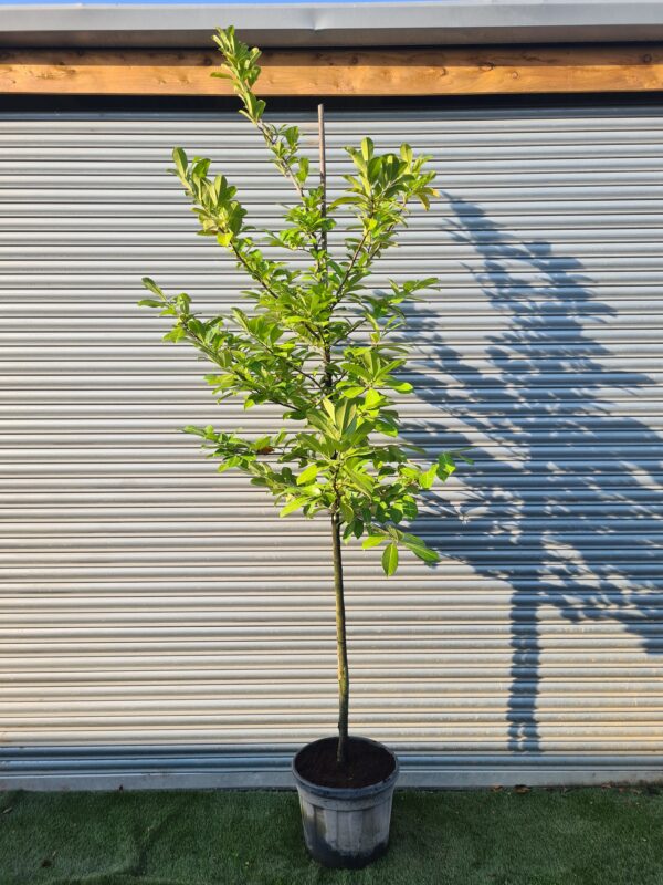 Prunus laur Rotundifolia / Common Laurel - 1/2 Standard