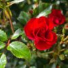 Rosa Lucky Stars - Patio Rose - 7.5L