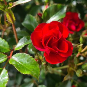 Rosa Lucky Stars - Patio Rose