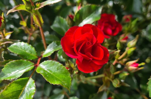 Rosa Lucky Stars - Patio Rose