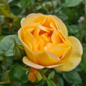 Rosa 'Precious Gold'