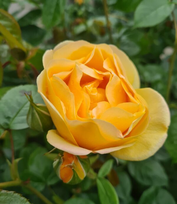 Rosa 'Precious Gold'