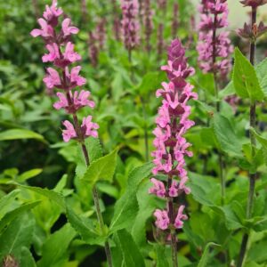 Salvia nemerosa Caradonna Pink Inspiration
