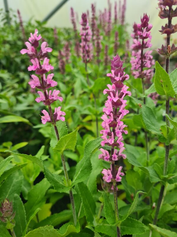 Salvia nemerosa Caradonna Pink Inspiration