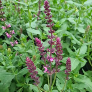 Salvia nemerosa Rose Queen
