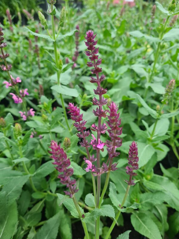 Salvia nemerosa Rose Queen
