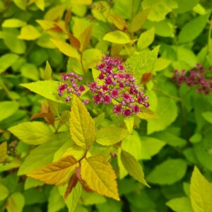 Spiraea 'Firelight'