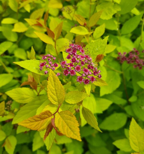 Spiraea 'Firelight'