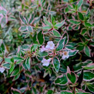 Abelia Confetti