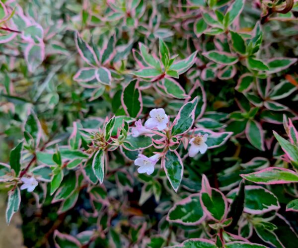 Abelia Confetti