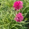 Armeria maritima Nifty Thrifty - 2L