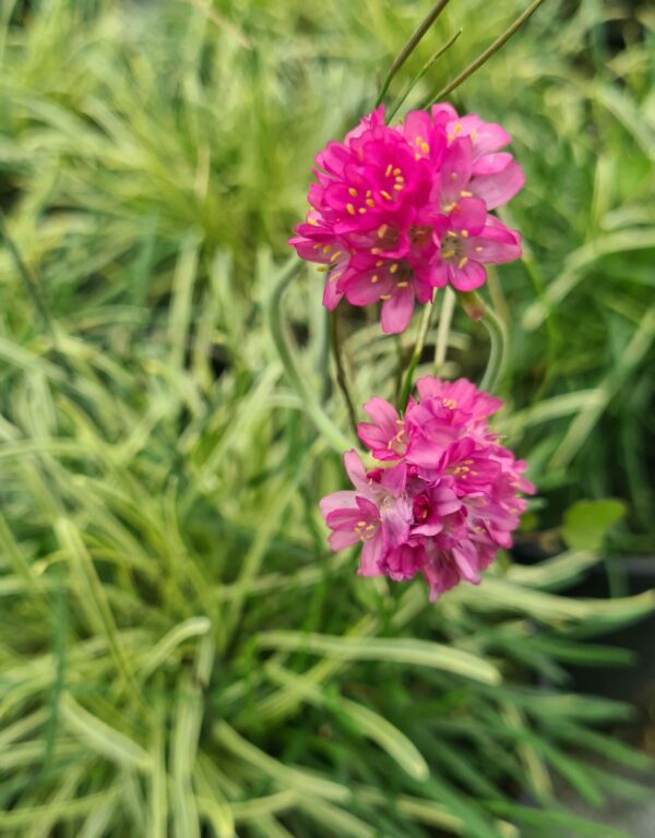 Armeria maritima Nifty Thrifty