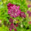 Astrantia major 'Roma' - 2L