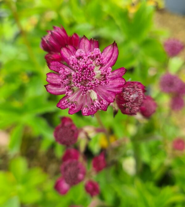 Astrantia major 'Roma'