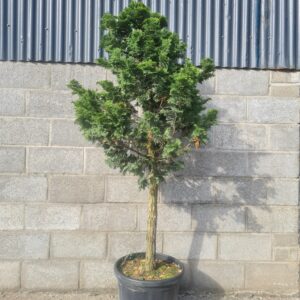 Chamaecyparis obtusa Nana 1/4 Standard