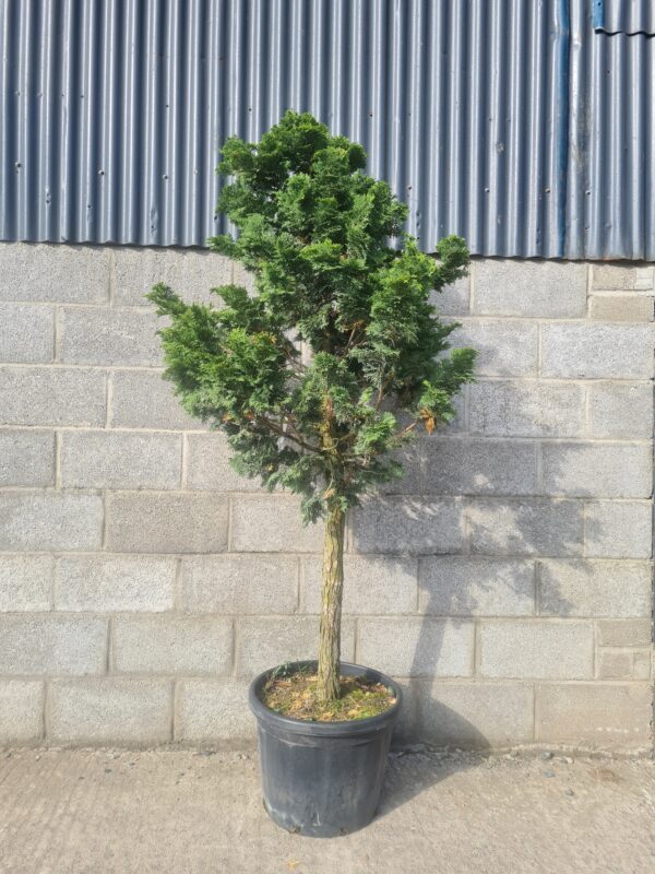 Chamaecyparis obtusa Nana 1/4 Standard