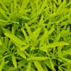 Choisya 'Goldfingers' - 5L pot