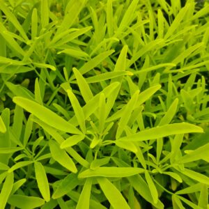 Choisya 'Goldfingers'