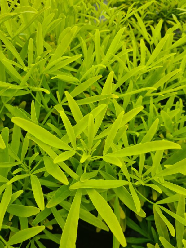 Choisya 'Goldfingers'
