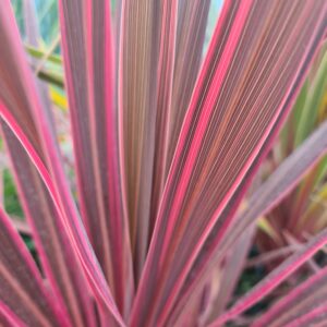 Cordyline Cherry Sensation