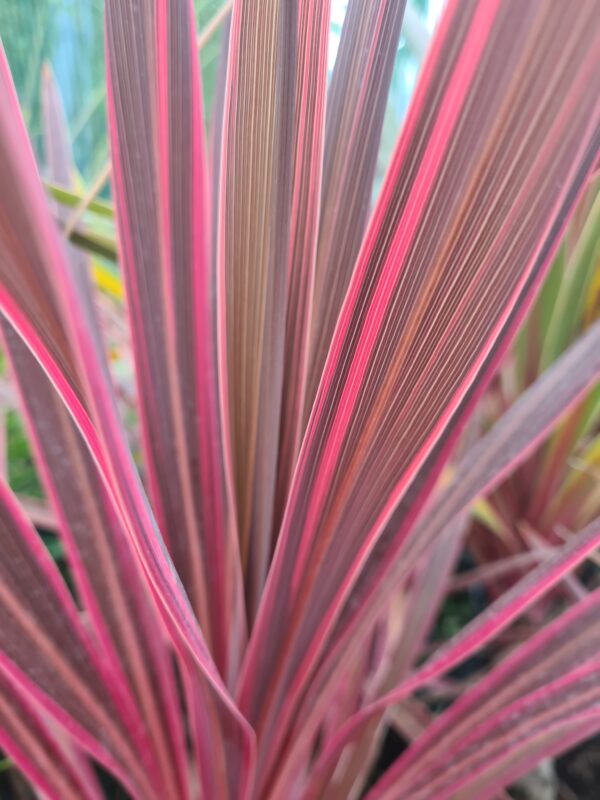 Cordyline Cherry Sensation