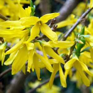 Forsythia int. Minigold