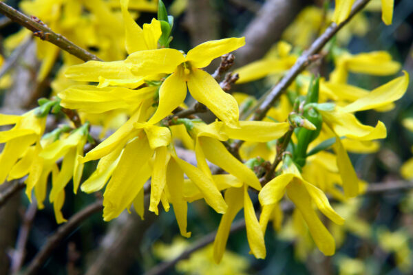 Forsythia int. Minigold